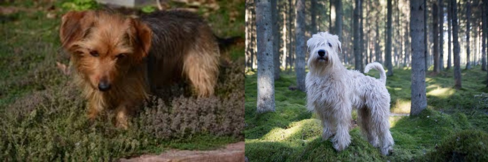 Soft-Coated Wheaten Terrier vs Dorkie - Breed Comparison