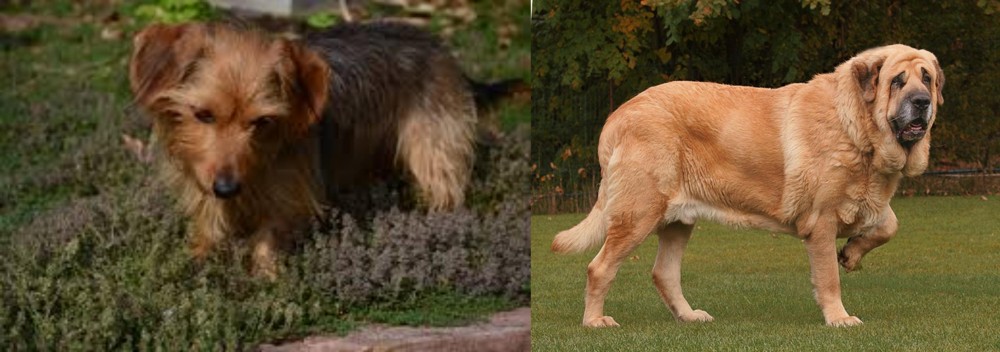 Spanish Mastiff vs Dorkie - Breed Comparison
