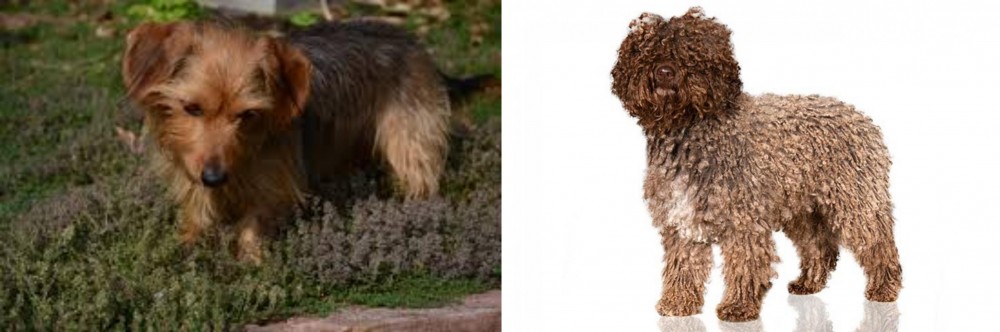 Spanish Water Dog vs Dorkie - Breed Comparison
