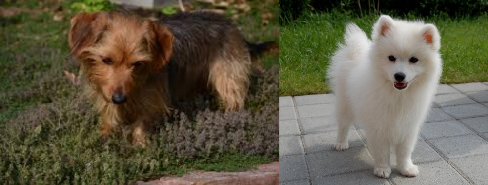 Spitz vs Dorkie - Breed Comparison