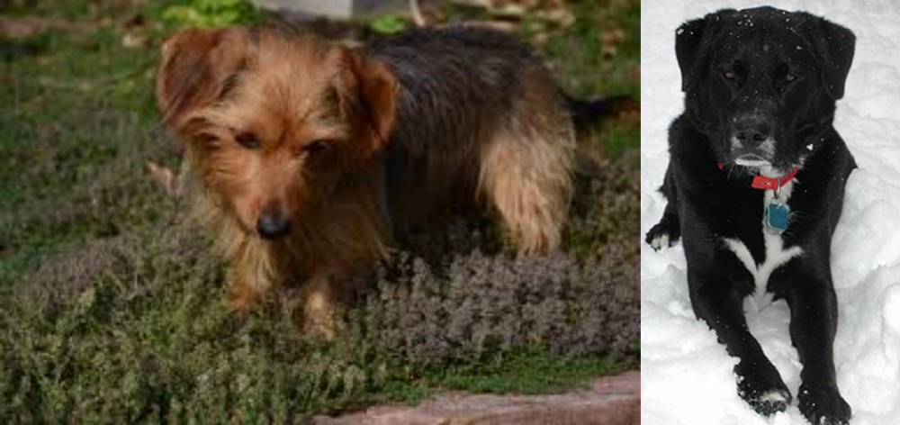 St. John's Water Dog vs Dorkie - Breed Comparison