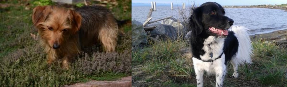 Stabyhoun vs Dorkie - Breed Comparison