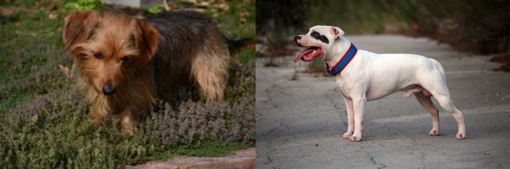 Staffordshire Bull Terrier vs Dorkie - Breed Comparison