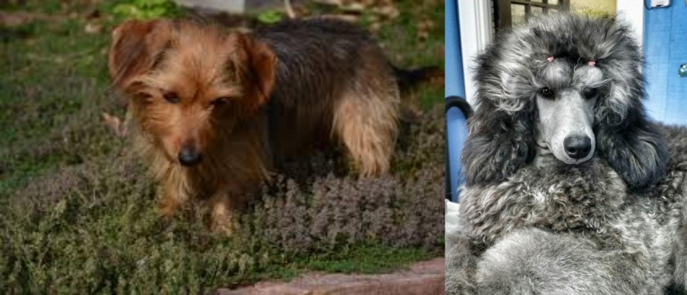Standard Poodle vs Dorkie - Breed Comparison