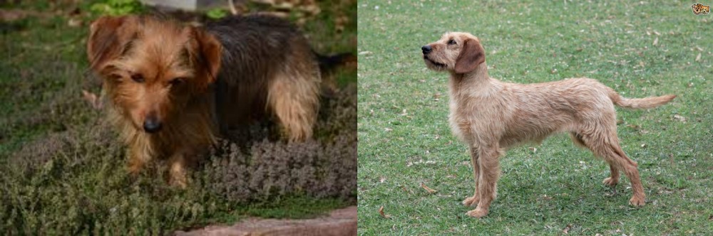 Styrian Coarse Haired Hound vs Dorkie - Breed Comparison