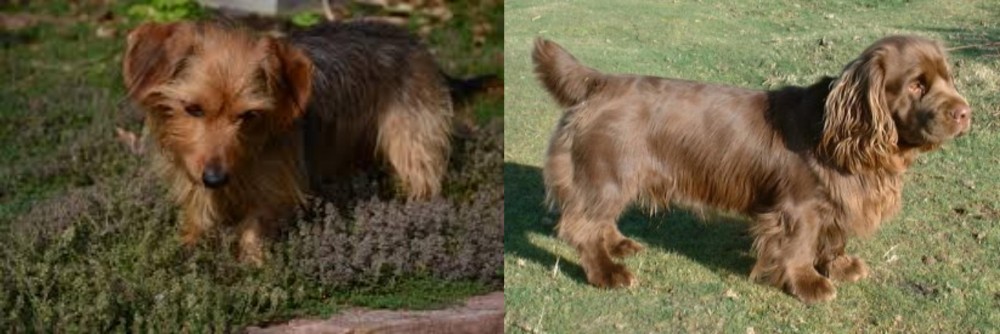 Sussex Spaniel vs Dorkie - Breed Comparison