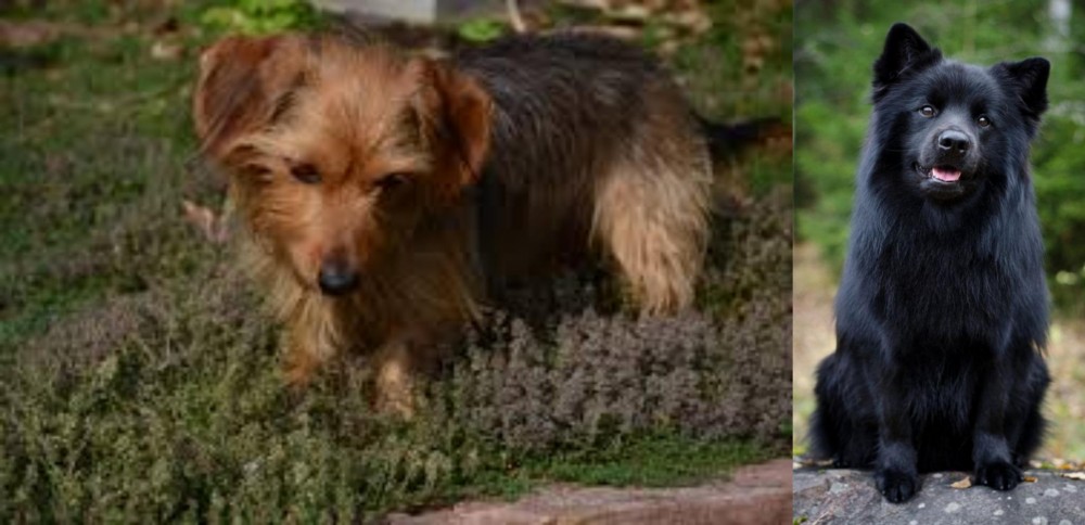 Swedish Lapphund vs Dorkie - Breed Comparison