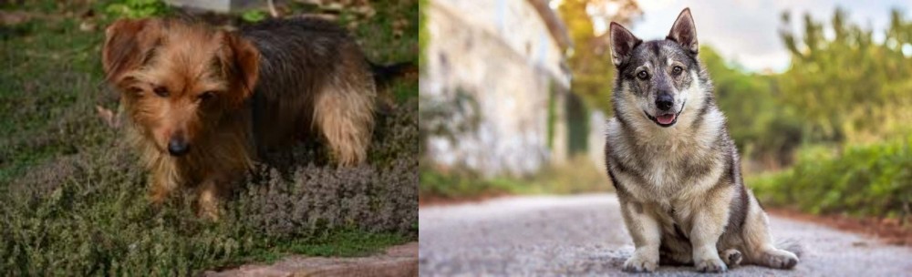 Swedish Vallhund vs Dorkie - Breed Comparison