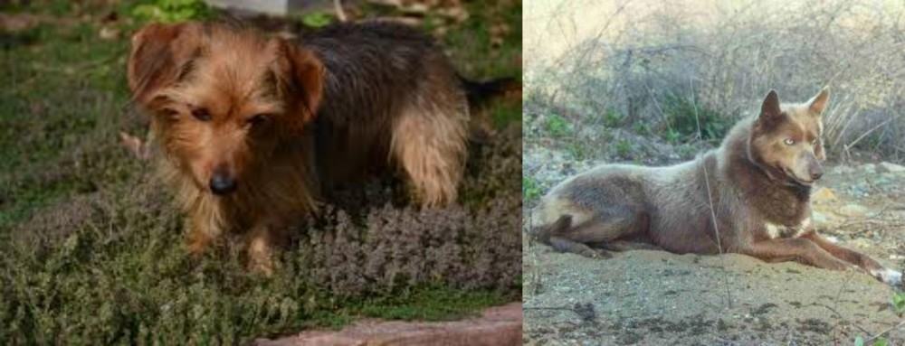 Tahltan Bear Dog vs Dorkie - Breed Comparison