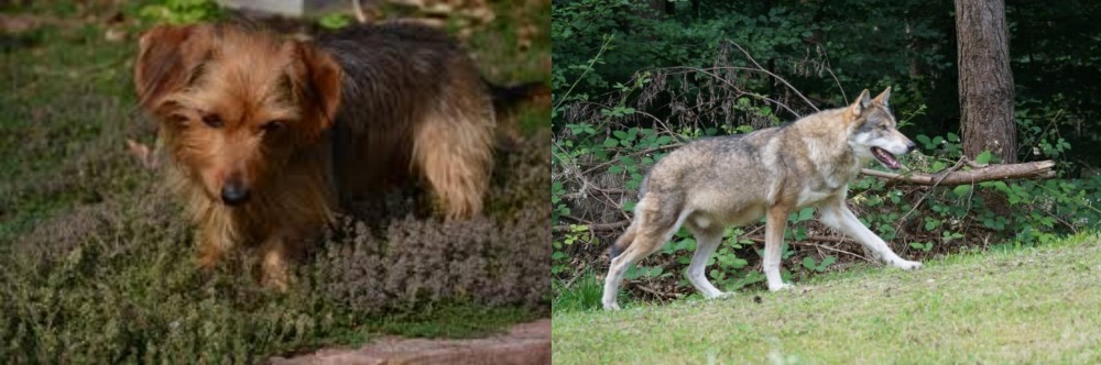 Tamaskan vs Dorkie - Breed Comparison