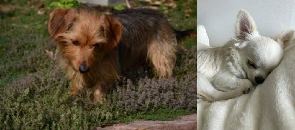 Tea Cup Chihuahua vs Dorkie - Breed Comparison