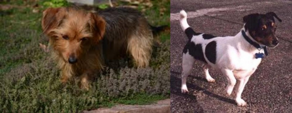 Teddy Roosevelt Terrier vs Dorkie - Breed Comparison