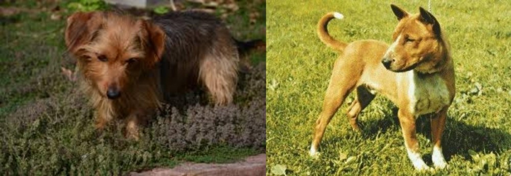Telomian vs Dorkie - Breed Comparison
