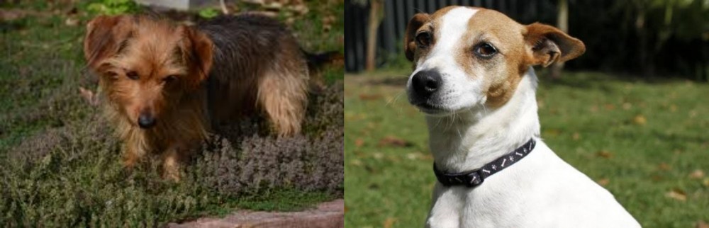 Tenterfield Terrier vs Dorkie - Breed Comparison
