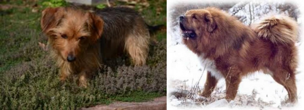 Tibetan Kyi Apso vs Dorkie - Breed Comparison
