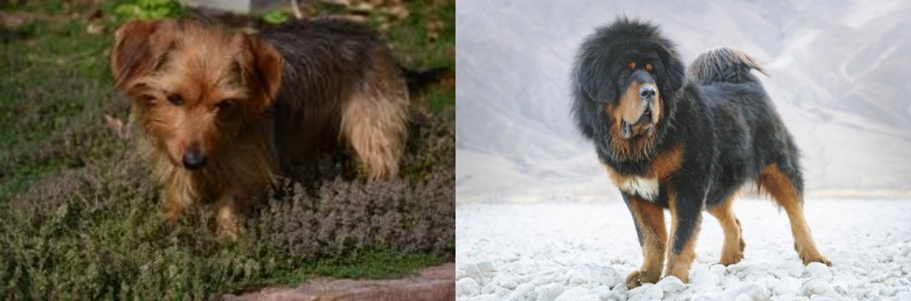Tibetan Mastiff vs Dorkie - Breed Comparison