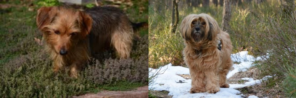 Tibetan Terrier vs Dorkie - Breed Comparison