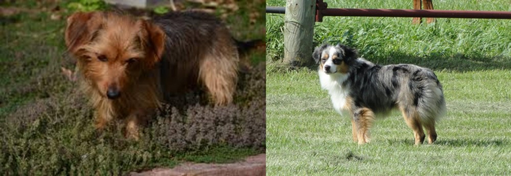 Toy Australian Shepherd vs Dorkie - Breed Comparison