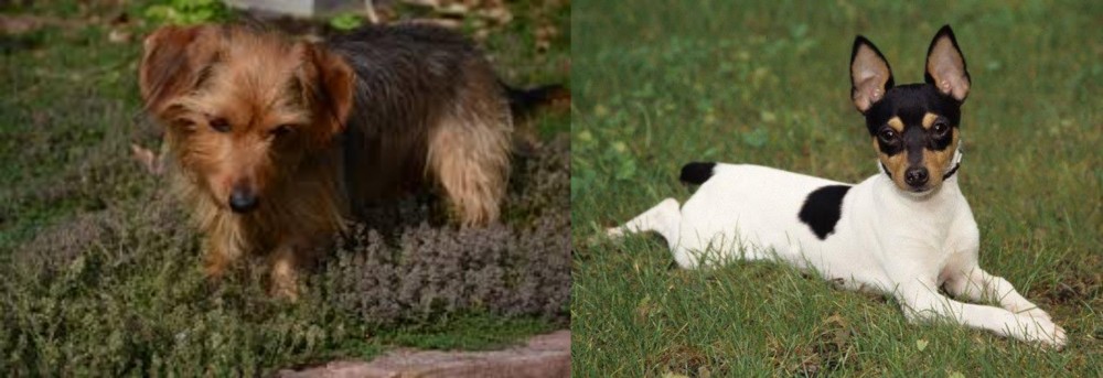Toy Fox Terrier vs Dorkie - Breed Comparison