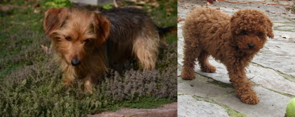Toy Poodle vs Dorkie - Breed Comparison