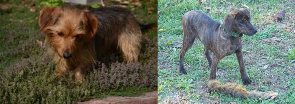 Treeing Cur vs Dorkie - Breed Comparison