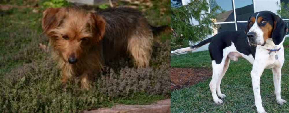 Treeing Walker Coonhound vs Dorkie - Breed Comparison