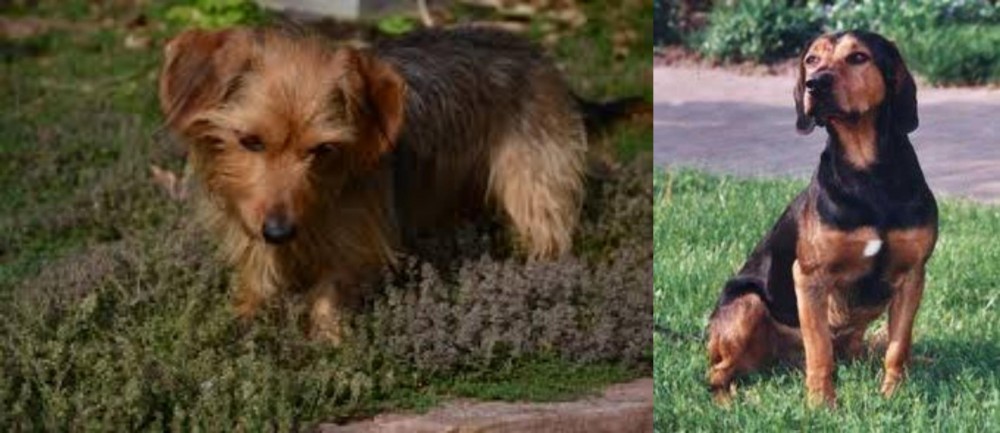 Tyrolean Hound vs Dorkie - Breed Comparison