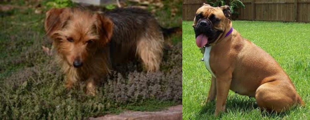 Valley Bulldog vs Dorkie - Breed Comparison