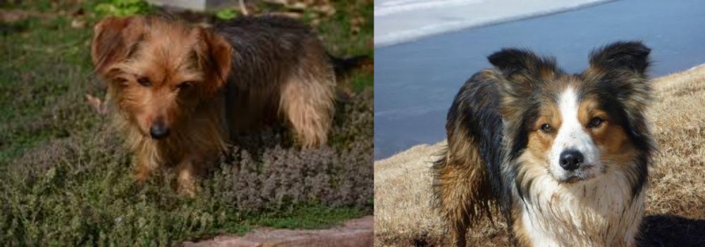 Welsh Sheepdog vs Dorkie - Breed Comparison