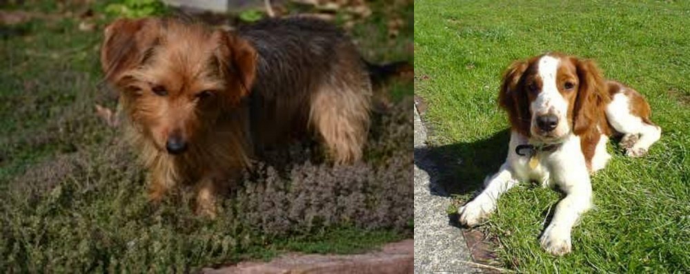Welsh Springer Spaniel vs Dorkie - Breed Comparison