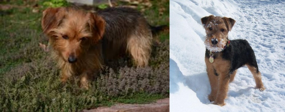 Welsh Terrier vs Dorkie - Breed Comparison