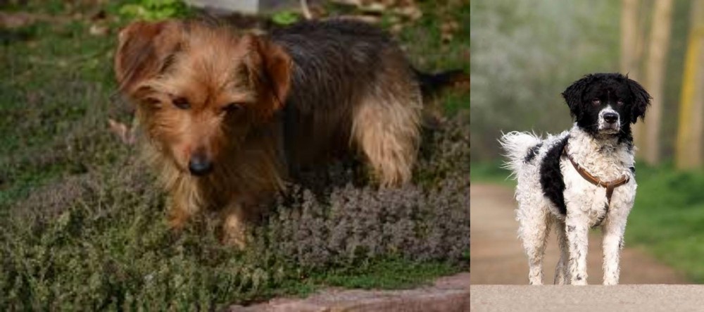 Wetterhoun vs Dorkie - Breed Comparison