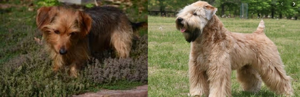 Wheaten Terrier vs Dorkie - Breed Comparison