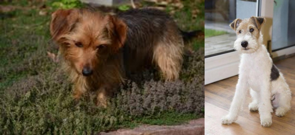 Wire Fox Terrier vs Dorkie - Breed Comparison