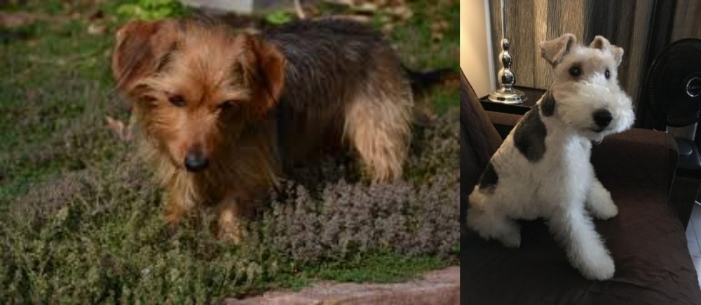 Wire Haired Fox Terrier vs Dorkie - Breed Comparison