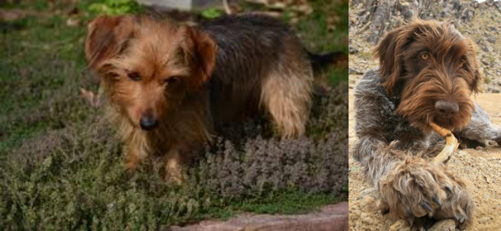 Wirehaired Pointing Griffon vs Dorkie - Breed Comparison
