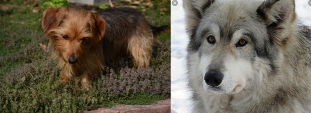 Wolfdog vs Dorkie - Breed Comparison