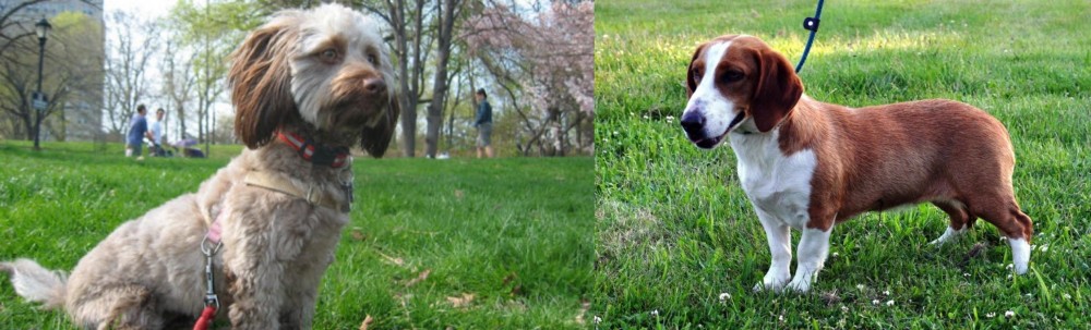 Drever vs Doxiepoo - Breed Comparison