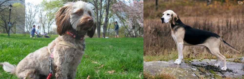 Dunker vs Doxiepoo - Breed Comparison