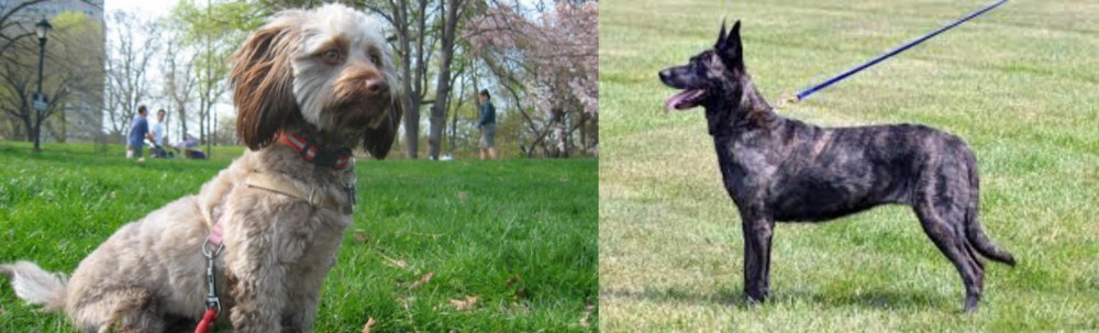 Dutch Shepherd vs Doxiepoo - Breed Comparison