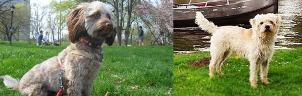 Dutch Smoushond vs Doxiepoo - Breed Comparison