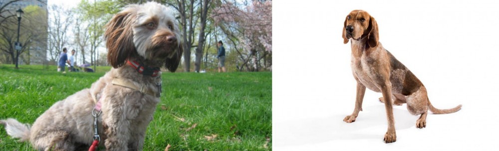 English Coonhound vs Doxiepoo - Breed Comparison