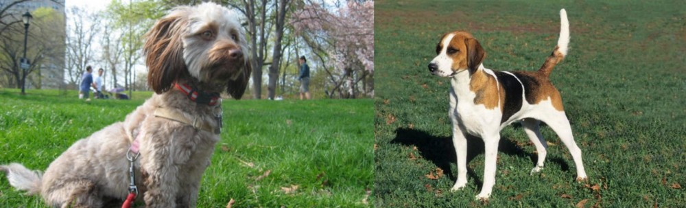 English Foxhound vs Doxiepoo - Breed Comparison