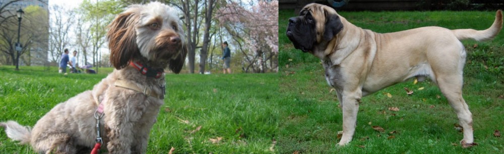English Mastiff vs Doxiepoo - Breed Comparison