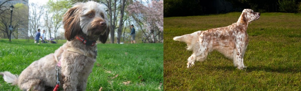 English Setter vs Doxiepoo - Breed Comparison