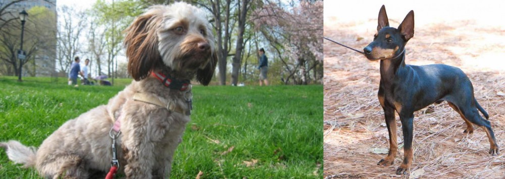 English Toy Terrier (Black & Tan) vs Doxiepoo - Breed Comparison