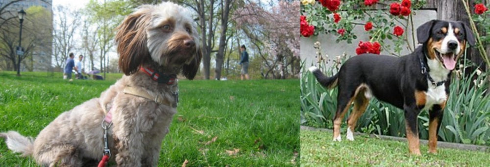 Entlebucher Mountain Dog vs Doxiepoo - Breed Comparison