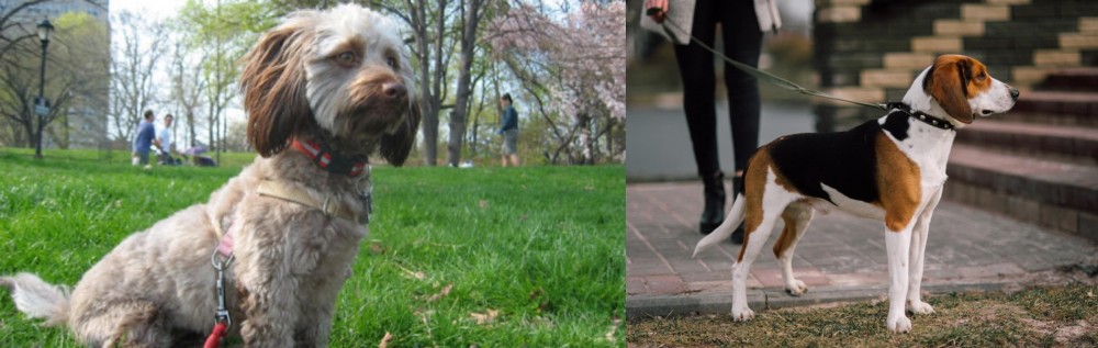 Estonian Hound vs Doxiepoo - Breed Comparison