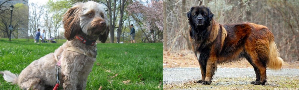 Estrela Mountain Dog vs Doxiepoo - Breed Comparison
