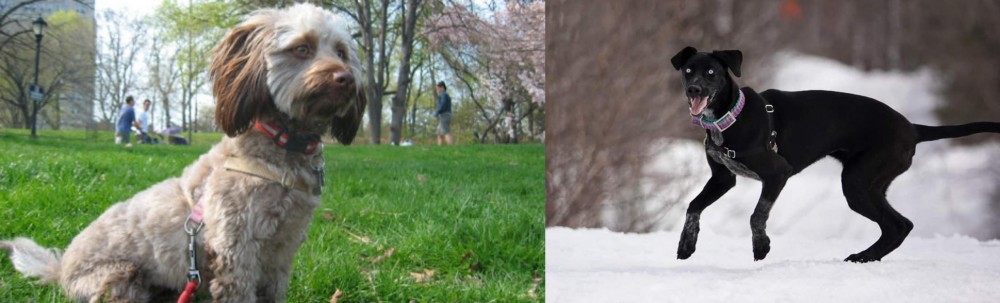 Eurohound vs Doxiepoo - Breed Comparison